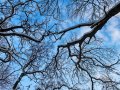 Зимняя прогулка по Воробьевскому лесу Горловки  (фоторепортаж)