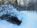 Зимняя прогулка по Воробьевскому лесу Горловки  (фоторепортаж)