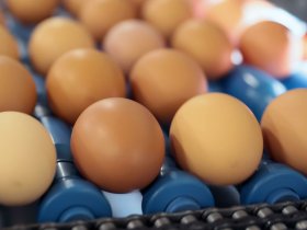 Цены на яйца в Украине стали намного выше, чем в Европе и ДНР