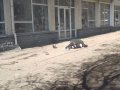 Шок: в центре Донецка погибло 20 мирных жителей, десятки людей получили ранения в результате падения ракеты (фото 18+)