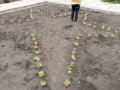 В Горловке высадили цветы в городских скверах и на площади Ленина (фото)