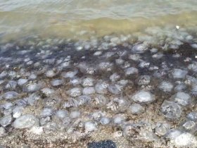 В Черном и Азовском море наблюдается нашествие медуз-зомби