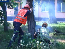На бульваре Димитрова в Горловке ликвидируют аварийные деревья (видео)
