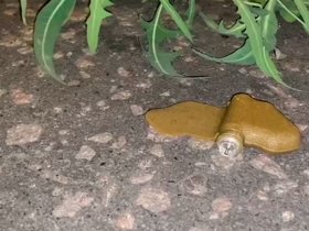 На улицах горловского поселка впервые обнаружены мины-лепестки