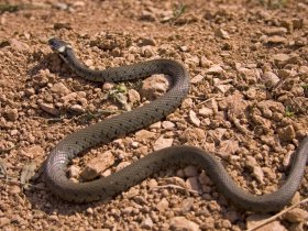 Какие виды змей представляют опасность для человека на территории Горловки (видео)