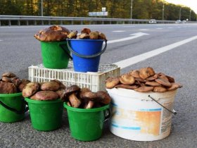За двое суток в Горловке зарегистрировано 10 случаев отравления грибами, собранными горловчанами в черте города
