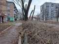 В Горловке продолжается санитарная обрезка деревьев (фото)