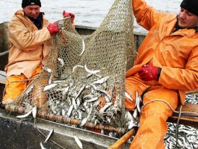 Азовское море планируют зарыбить, государство профинансирует расходы на выпуск мальков в море