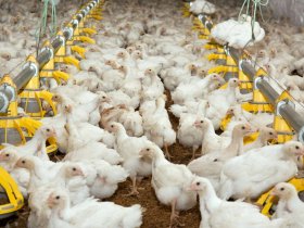Крупнейшая птицефабрика ДНР планирует на 30% нарастить выпуск мясной  продукции