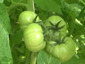 В теплицах ДНР в конце марта ожидается очередной урожай томатов, его планируется удвоить в сравнении с 2022 годом