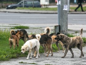 В Госдуме могут разрешить регионам усыплять бездомных собак