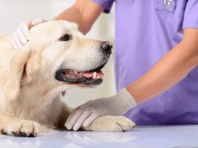 В ветеринарные клиники ДНР поступила 21 000 прививок от бешенства для питомцев (видео)