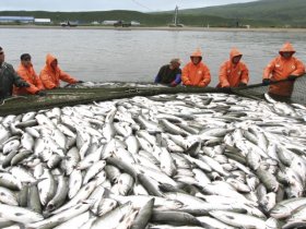 В 2023 году Россия стала первой в мире по добыче лосося