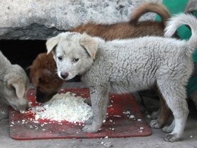 В России впервые планируют ввести штрафы за кормление бездомных животных