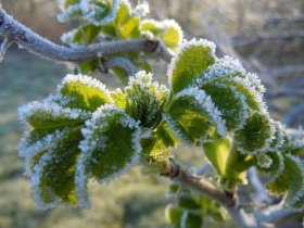 На Пасху в ДНР прогнозируют заморозки до - 3 °С